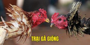 Trại Gà Giống